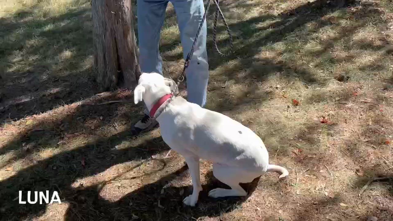Enlarge Luna, a Adoptable mixed breed in Lexington, VA video 3/3