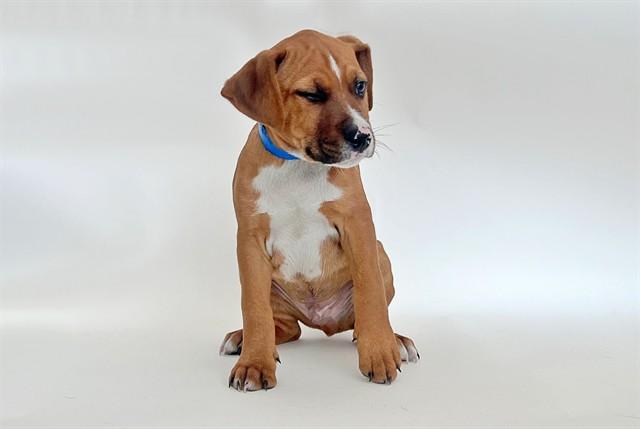 DIRT, Adoptable, Puppy Male Pit Bull Terrier & Mixed Breed.