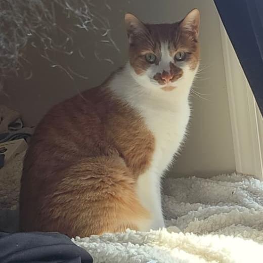 Dwight, Adoptable, Adult Male Domestic Short Hair.