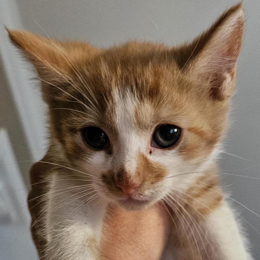 Enlarge Dwight, a Adoptable Domestic Short Hair in Winchester, VA image 2/6