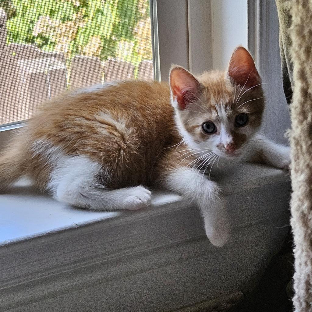 Enlarge Dwight, a Adoptable Domestic Short Hair in Winchester, VA image 3/6