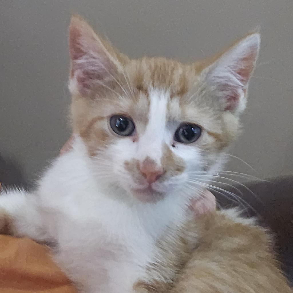 Enlarge Dwight, a Adoptable Domestic Short Hair in Winchester, VA image 4/6