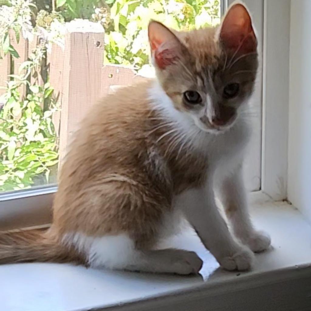 Enlarge Dwight, a Adoptable Domestic Short Hair in Winchester, VA image 5/6