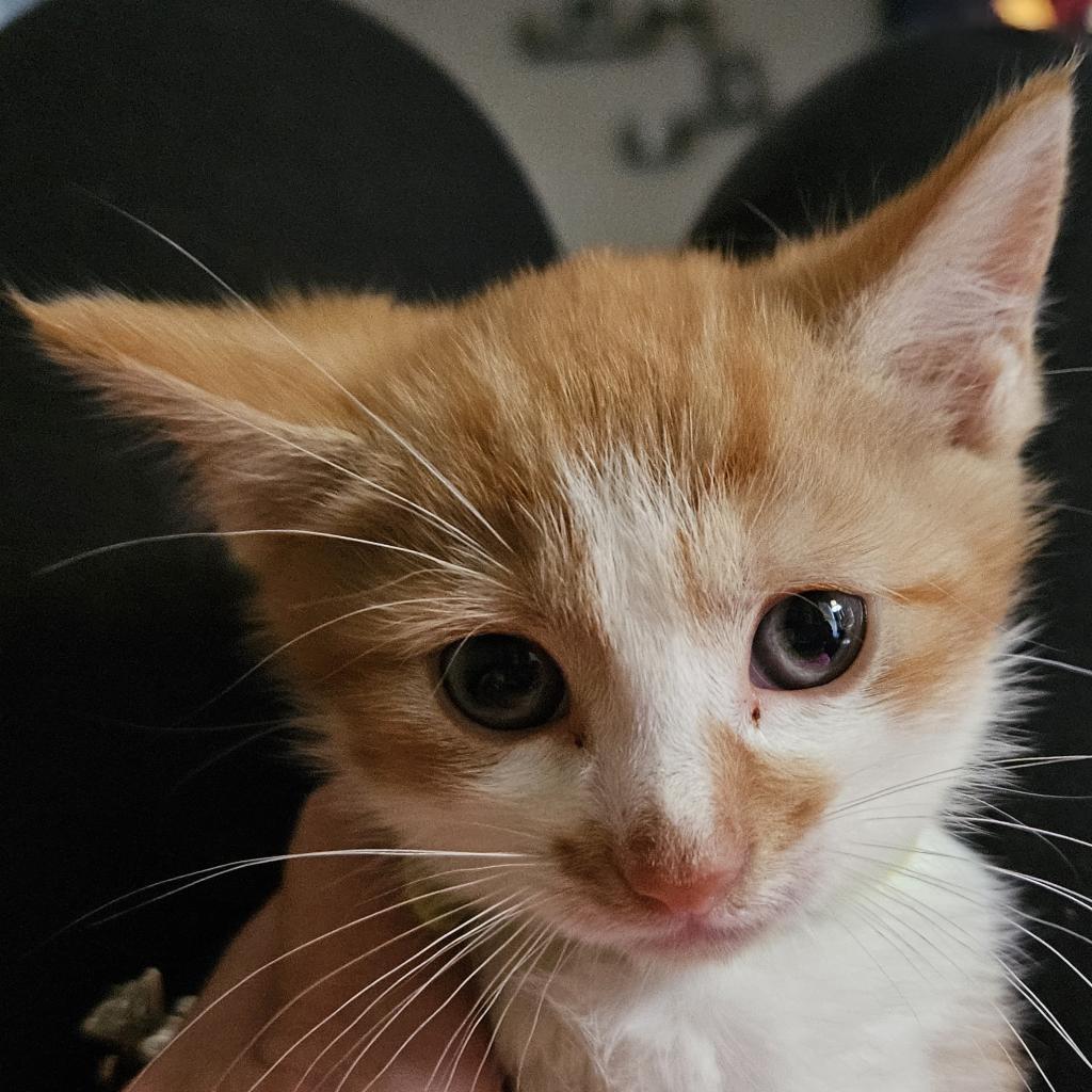 Enlarge Dwight, a Adoptable Domestic Short Hair in Winchester, VA image 6/6