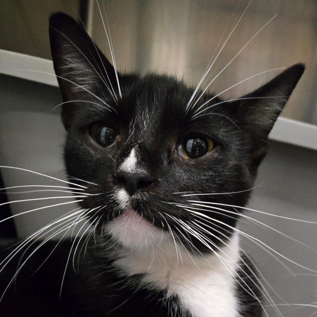 Enlarge Magnolia, a Adoptable Domestic Short Hair in Nampa, ID image 1/1