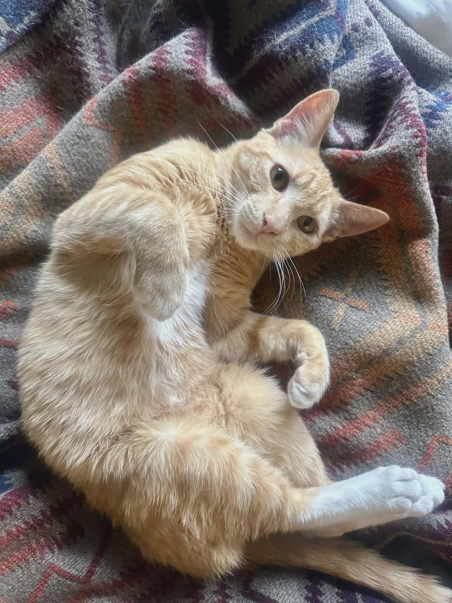 Enlarge Mateo, a ADOPTABLE mixed breed in Gladstone, OR image 2/6
