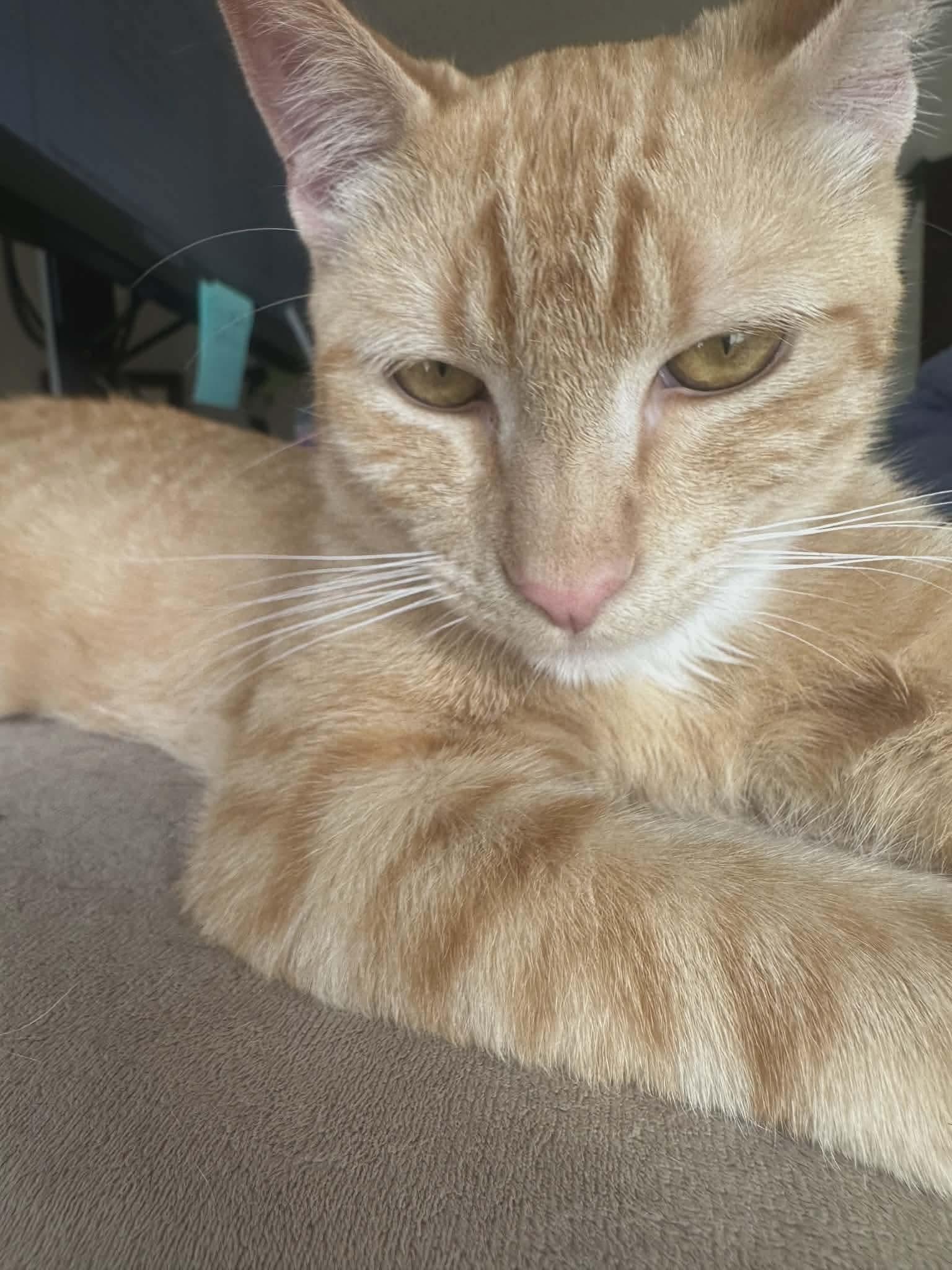 Enlarge Mateo, a ADOPTABLE mixed breed in Gladstone, OR image 3/6