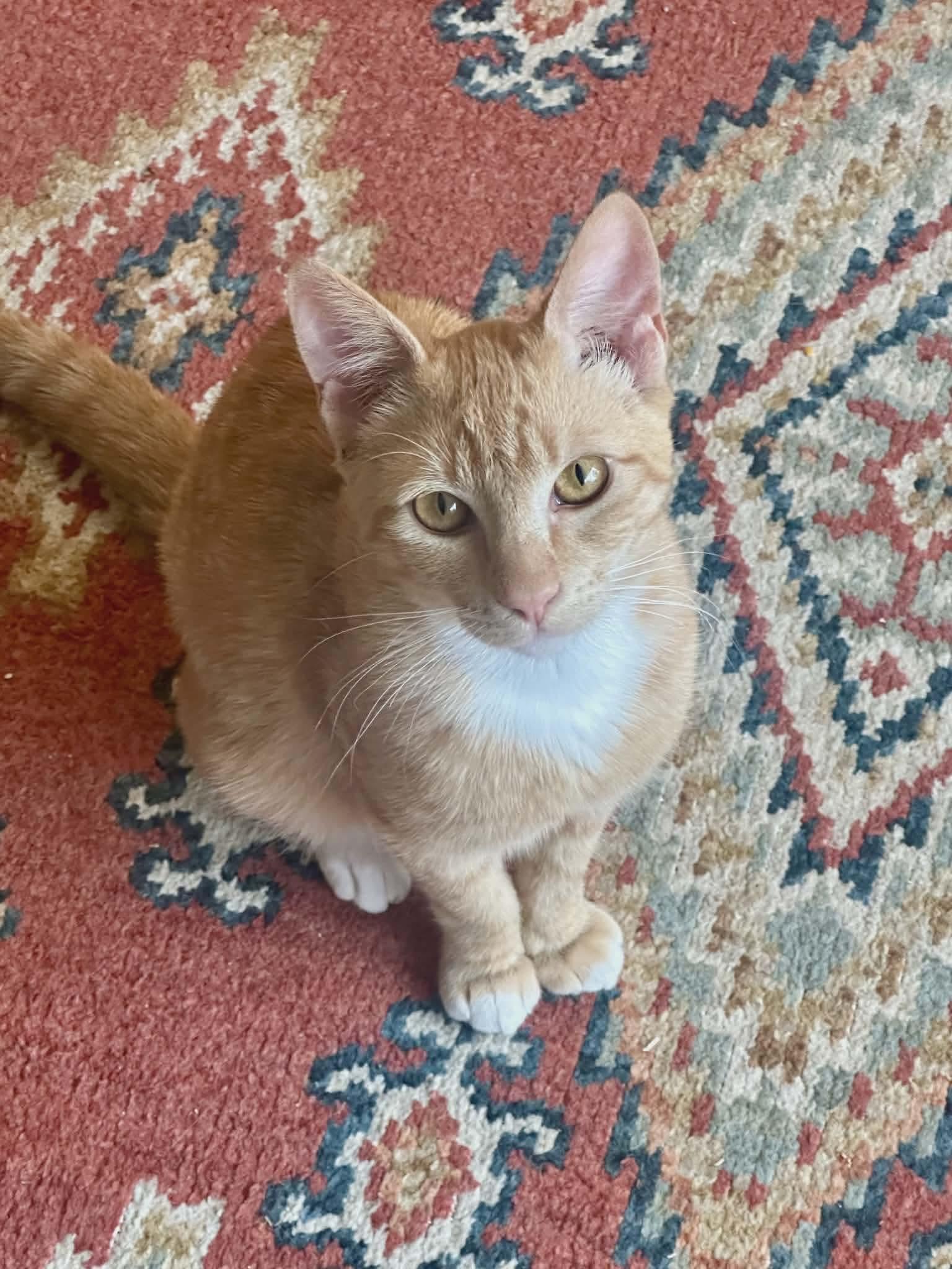 Mateo, ADOPTABLE, Kitten Male Tabby & Domestic Short Hair.