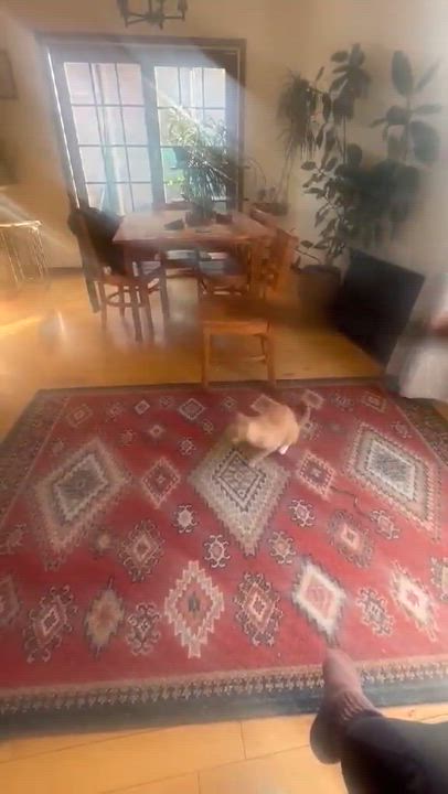 Enlarge Mateo, a ADOPTABLE mixed breed in Gladstone, OR video 6/6