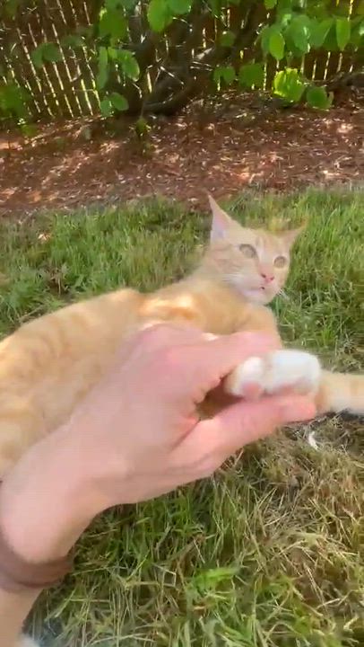 Enlarge Mateo, a ADOPTABLE mixed breed in Gladstone, OR video 4/6