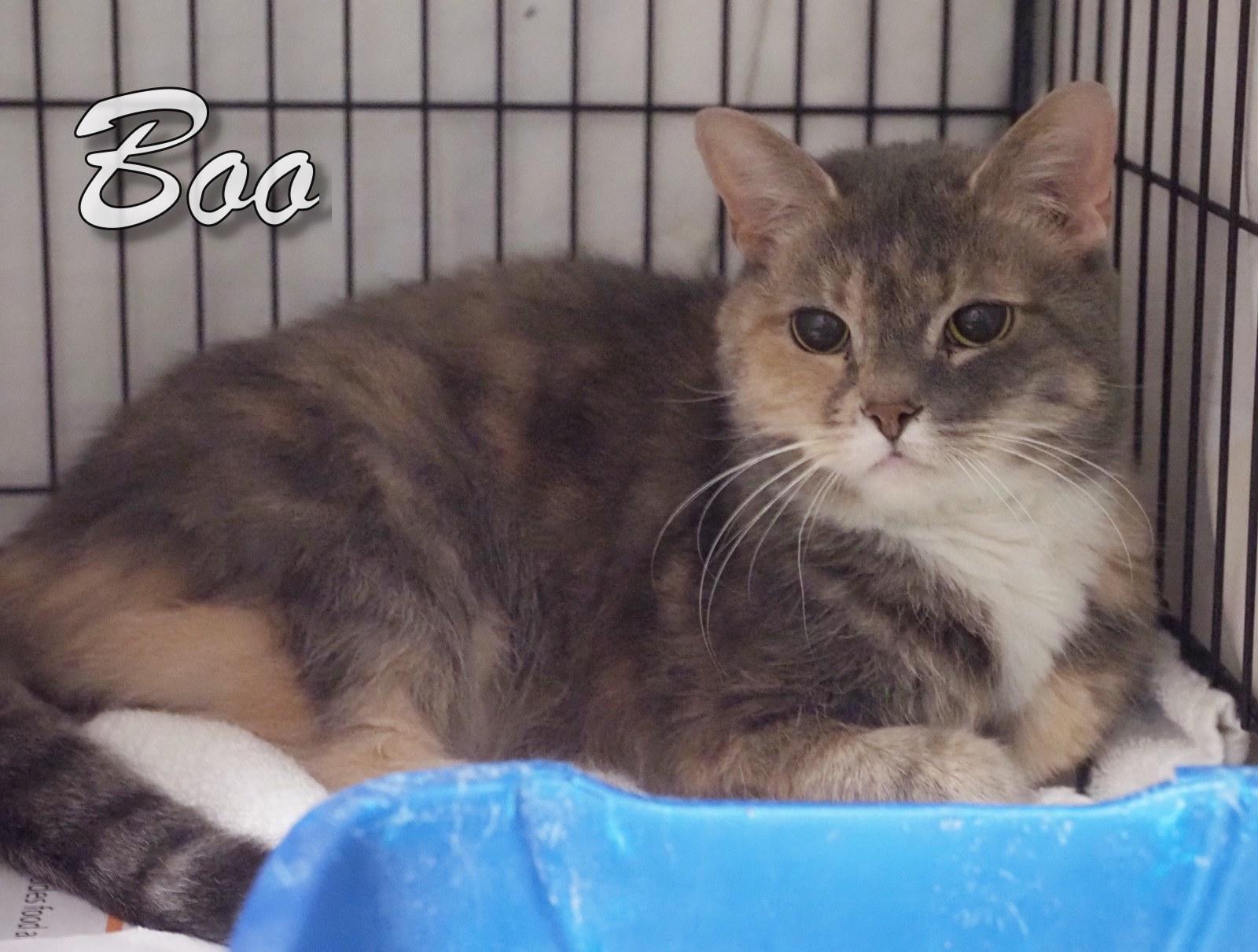 Enlarge Boo, a Adopted mixed breed in Cape May Court House, NJ image 2/4
