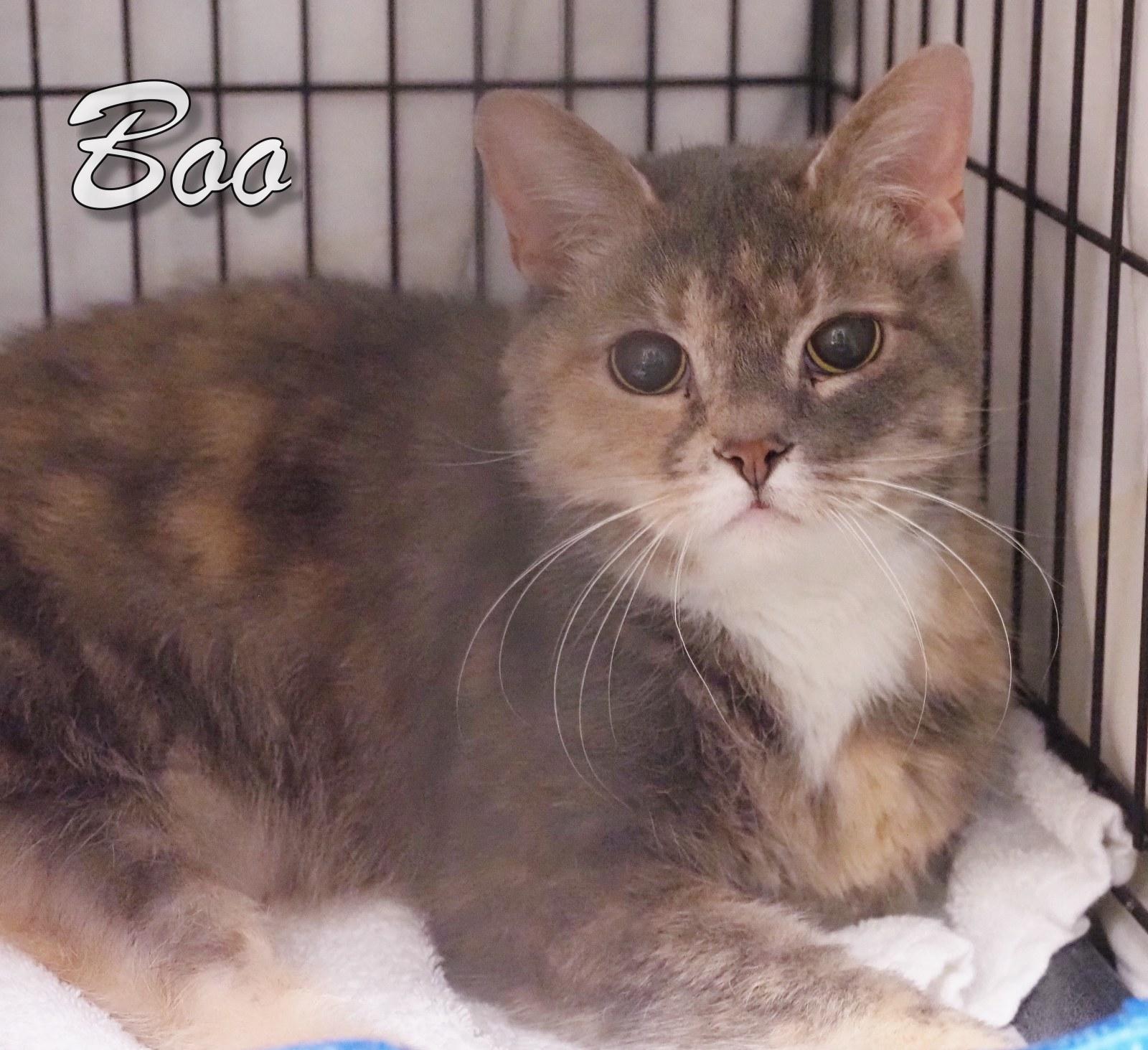 Enlarge Boo, a Adopted mixed breed in Cape May Court House, NJ image 3/4