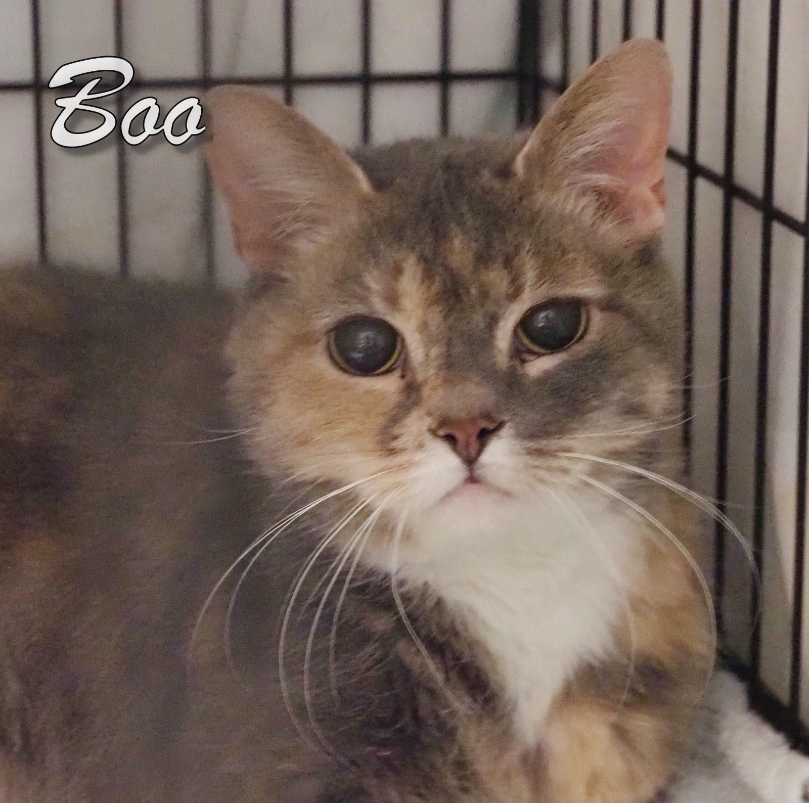 Enlarge Boo, a Adopted mixed breed in Cape May Court House, NJ image 1/4