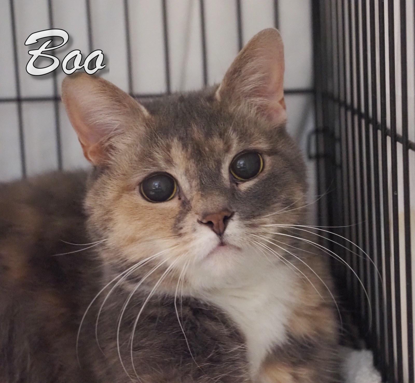 Enlarge Boo, a Adopted mixed breed in Cape May Court House, NJ image 4/4