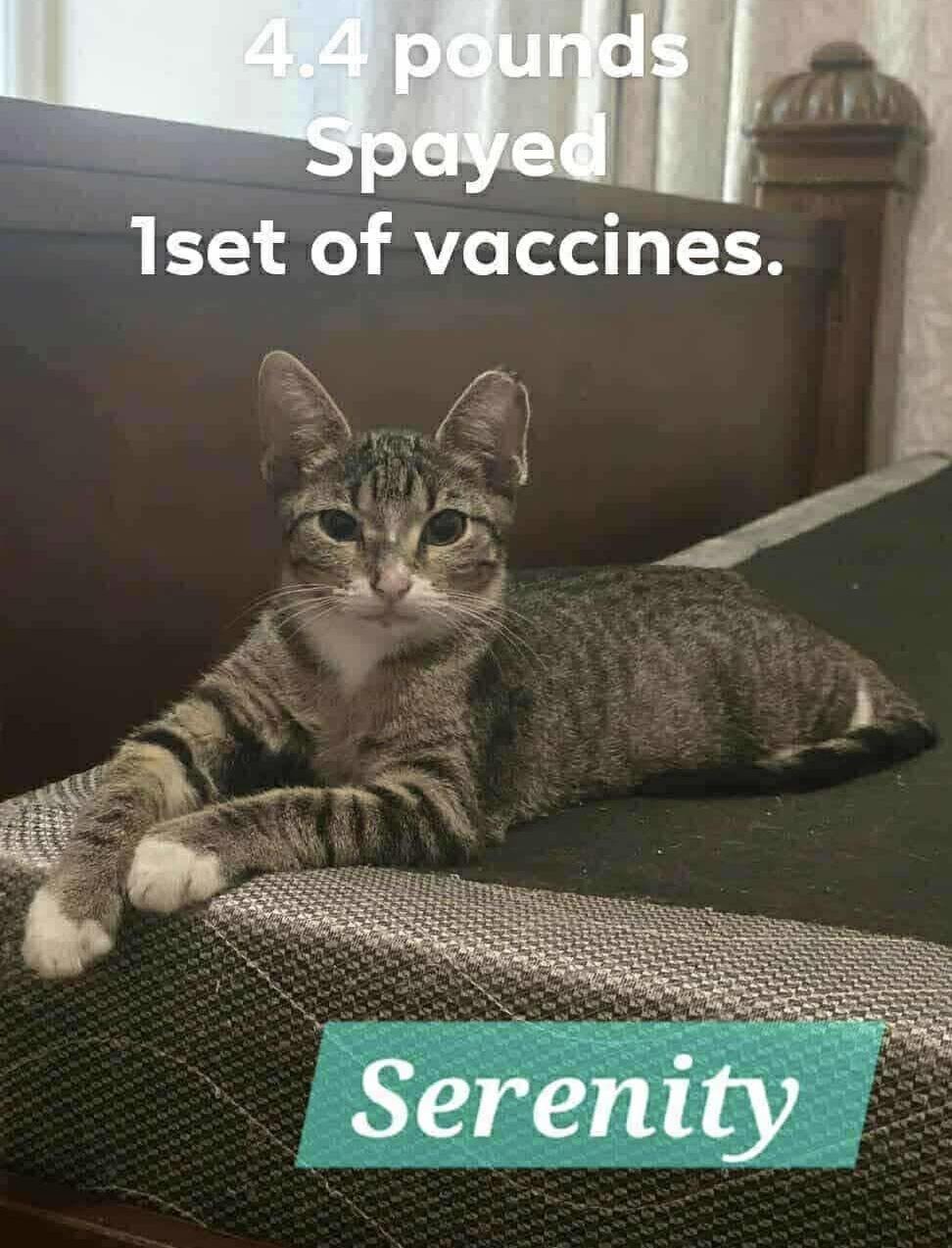 Serenity, a Adoptable Domestic Short Hair in Mabank, TX image 1/4