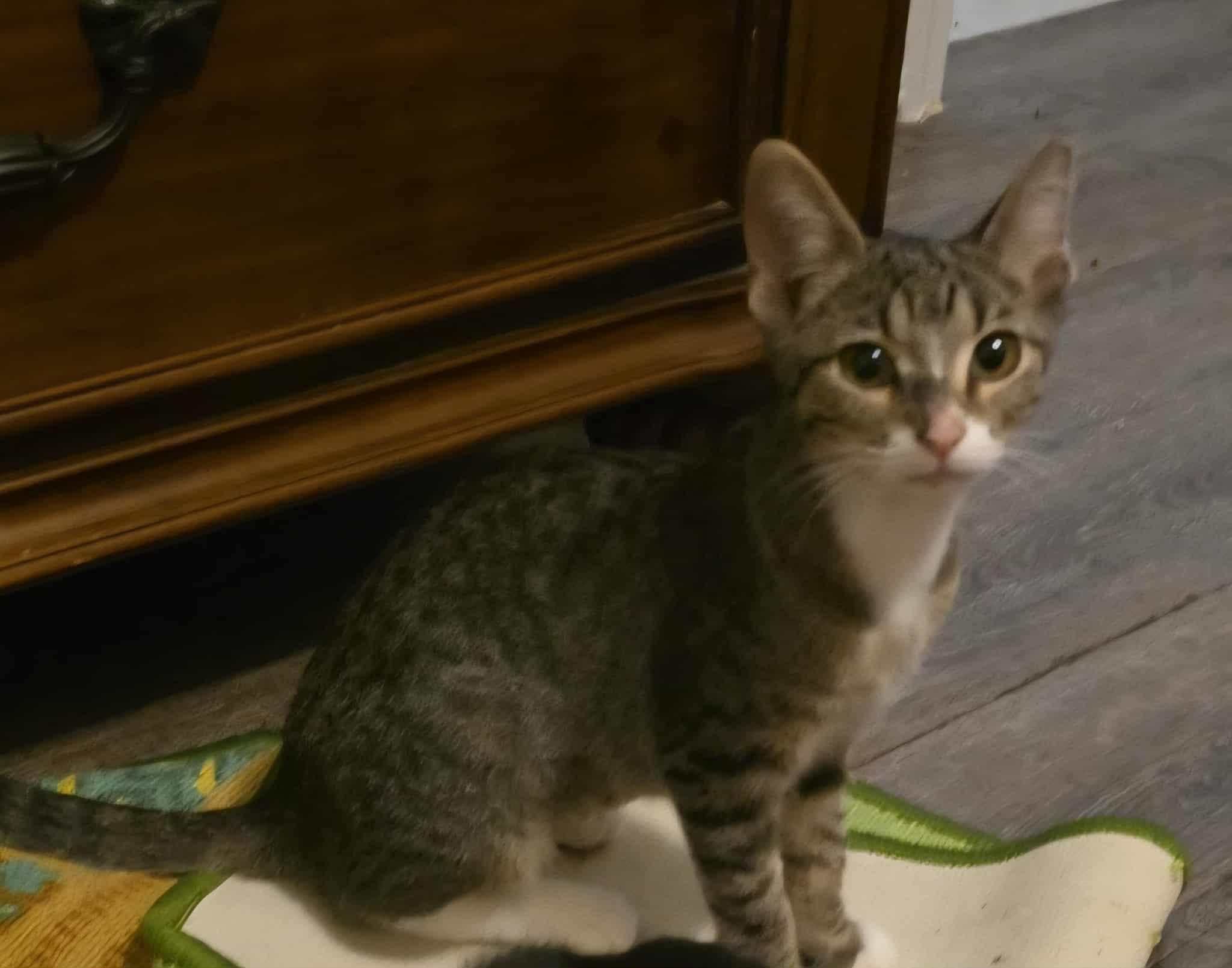 Serenity, a Adoptable Domestic Short Hair in Mabank, TX image 3/4