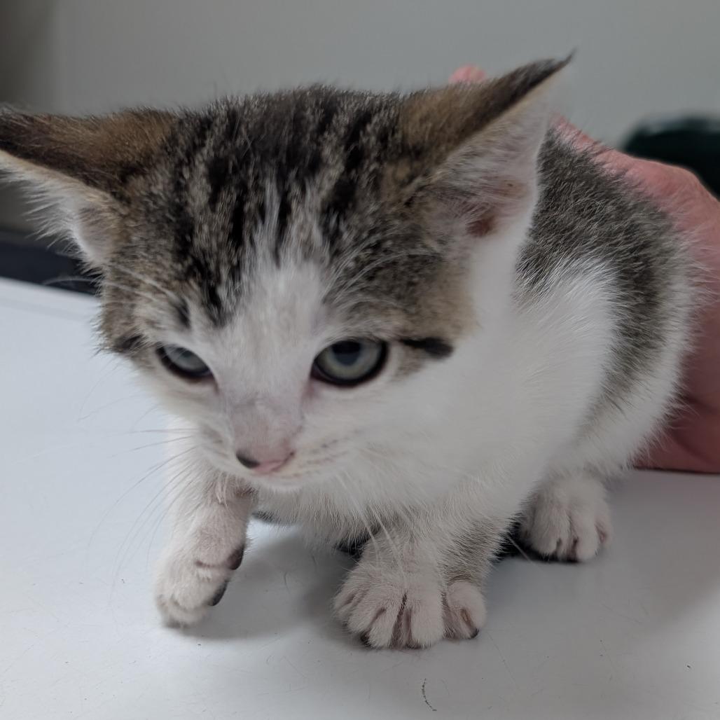 Enlarge Betty, a Adoptable Domestic Short Hair in Canton, IL image 1/1