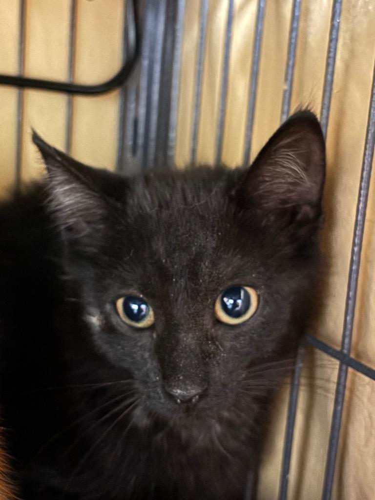 Magic, Adoptable, Young Female Domestic Short Hair.