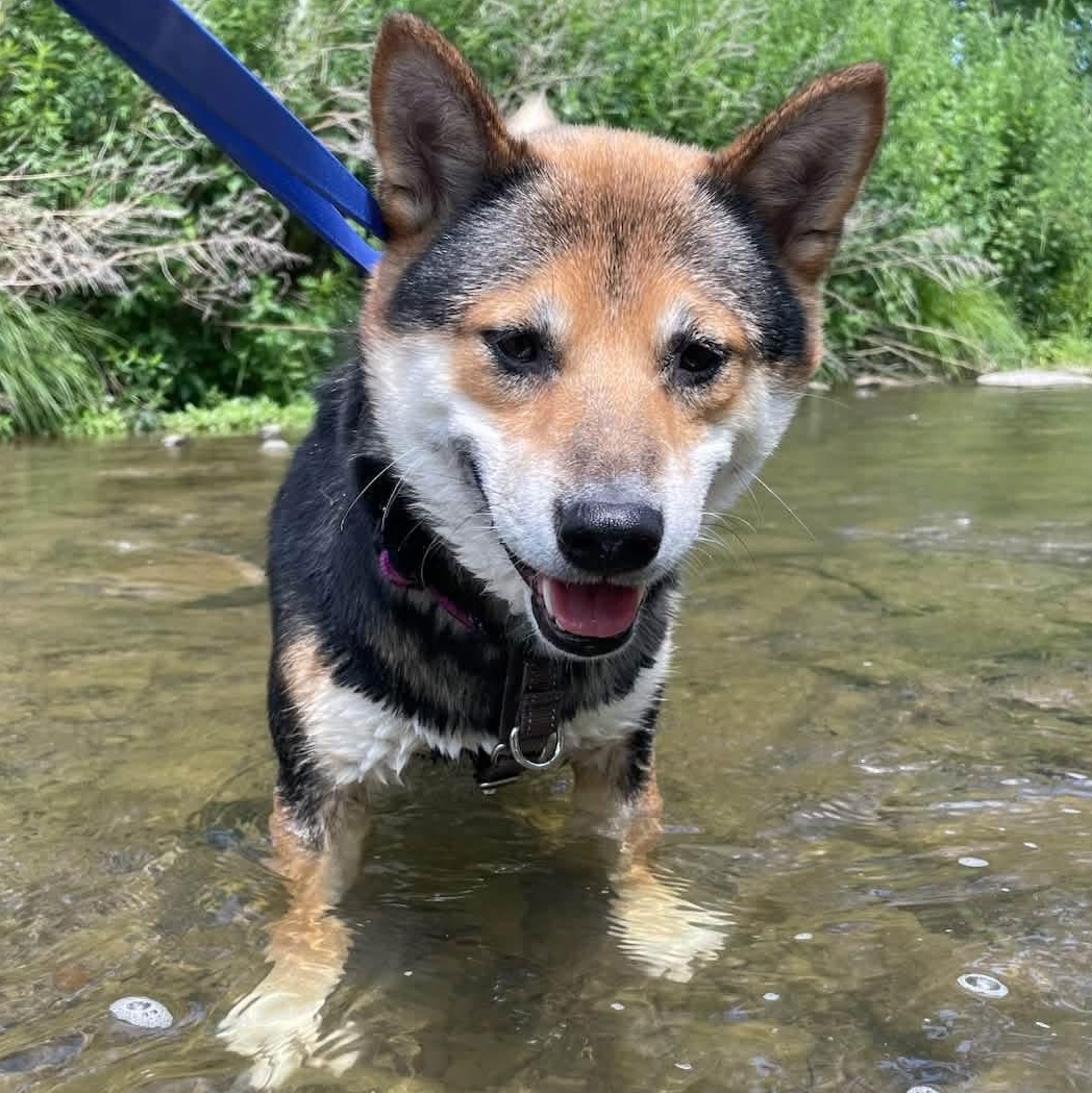 Yasha, ADOPTABLE, Adult Female Shiba Inu.