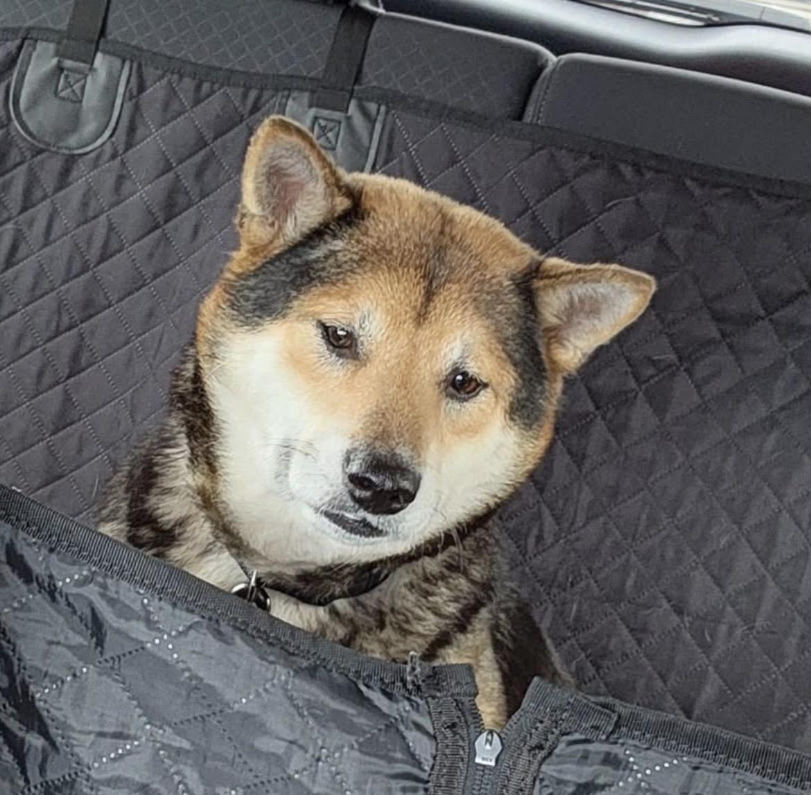 Enlarge Yasha, a ADOPTABLE Shiba Inu in Buffalo, NY image 5/6