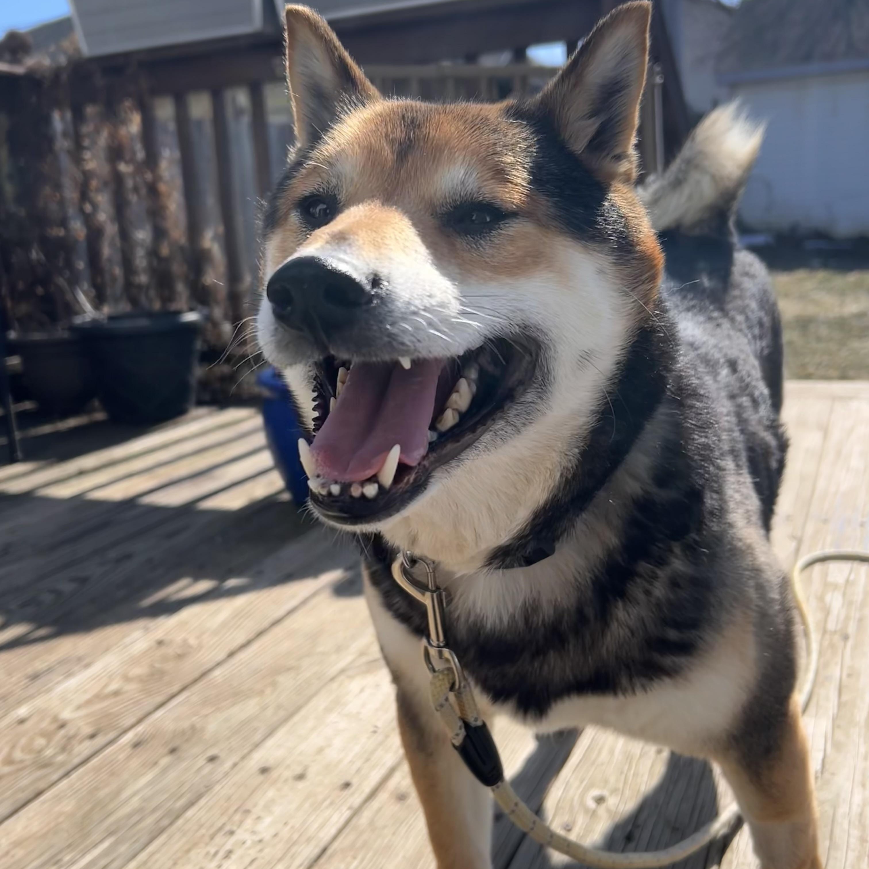 Enlarge Yasha, a ADOPTABLE Shiba Inu in Buffalo, NY image 4/6