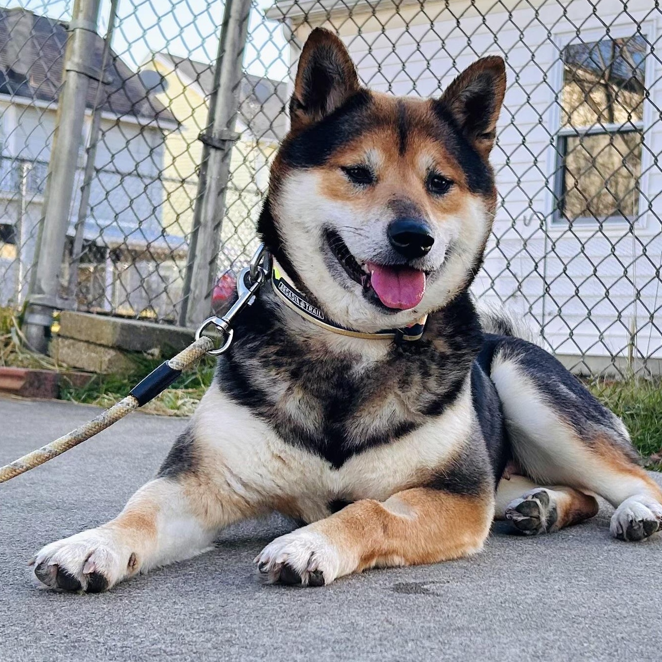 Yasha, ADOPTABLE, Adult Female Shiba Inu.
