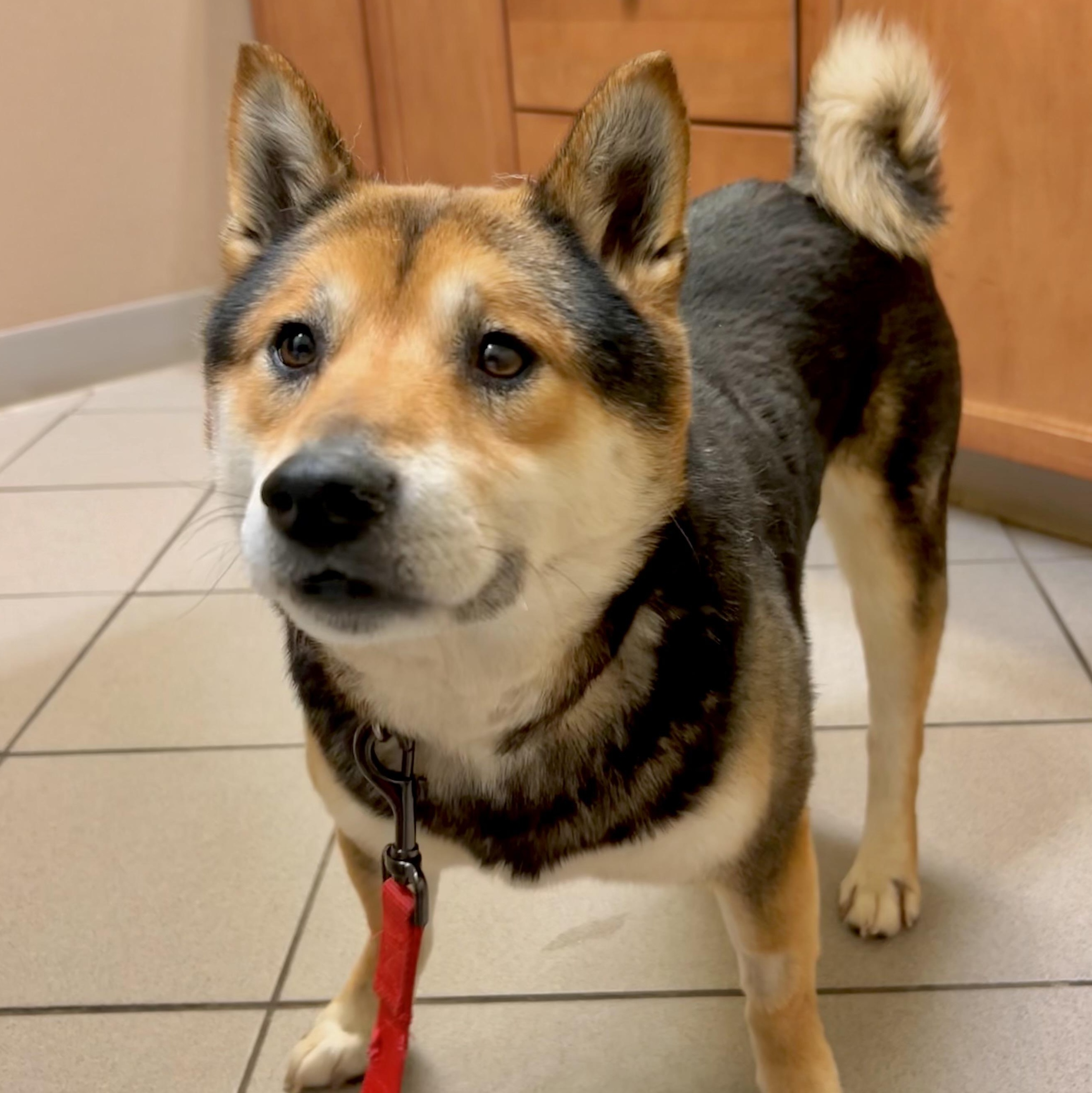 Enlarge Yasha, a ADOPTABLE Shiba Inu in Buffalo, NY image 3/6