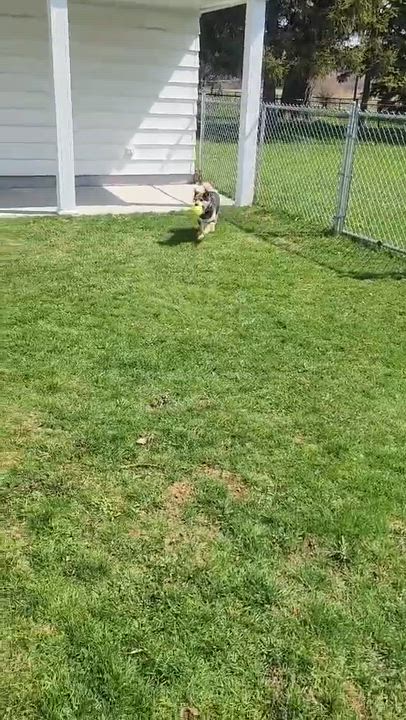 Enlarge Yasha, a ADOPTABLE Shiba Inu in Buffalo, NY video 6/6