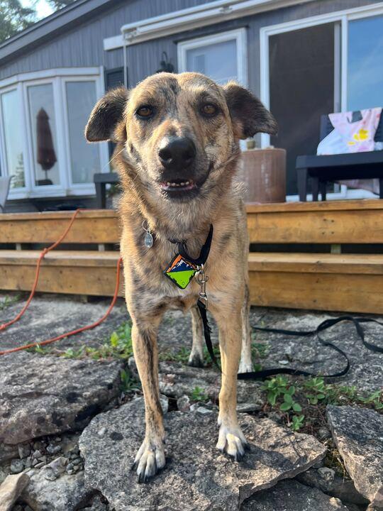 Shika, an adoptable Whippet, Mountain Cur in Toronto, ON, M5H 0B1 | Photo Image 1