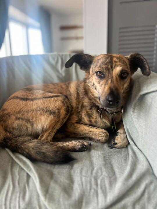 Shika, an adoptable Whippet, Mountain Cur in Toronto, ON, M5H 0B1 | Photo Image 8