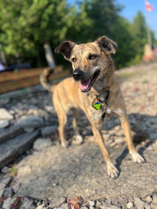 Shika, an adoptable Whippet, Mountain Cur in Toronto, ON, M5H 0B1 | Photo Image 11