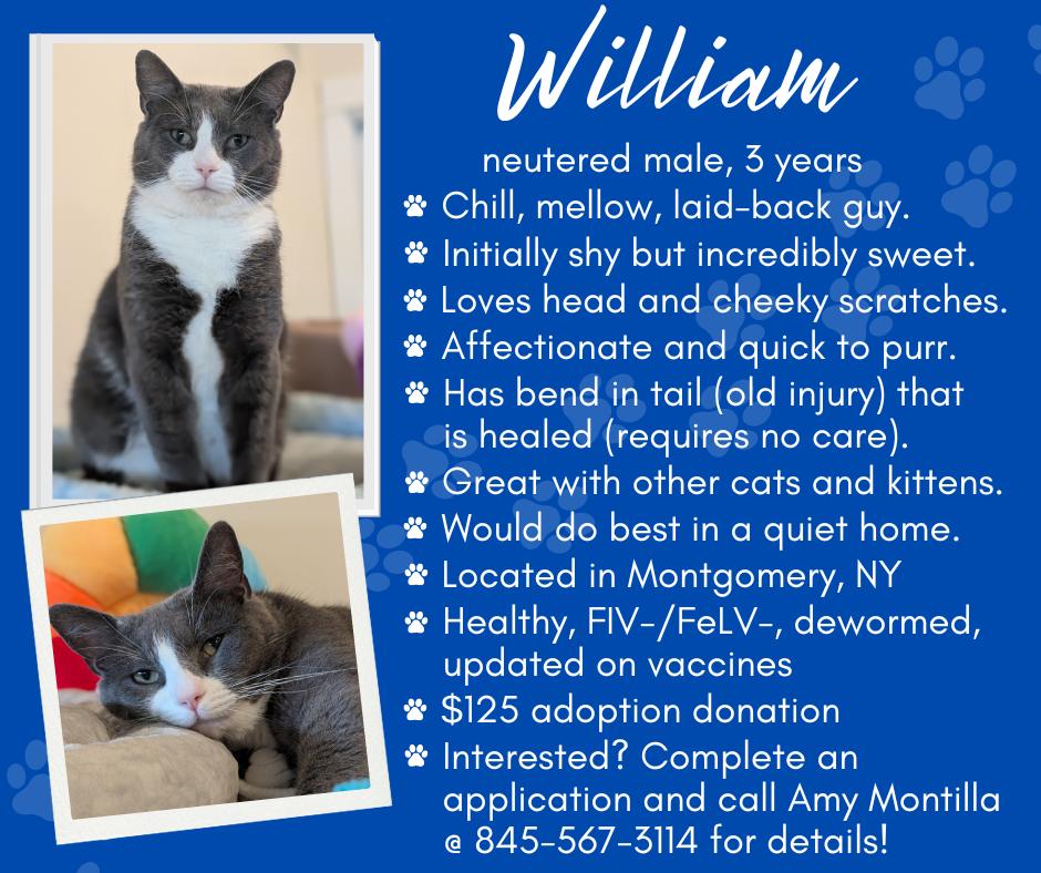 William photo 2