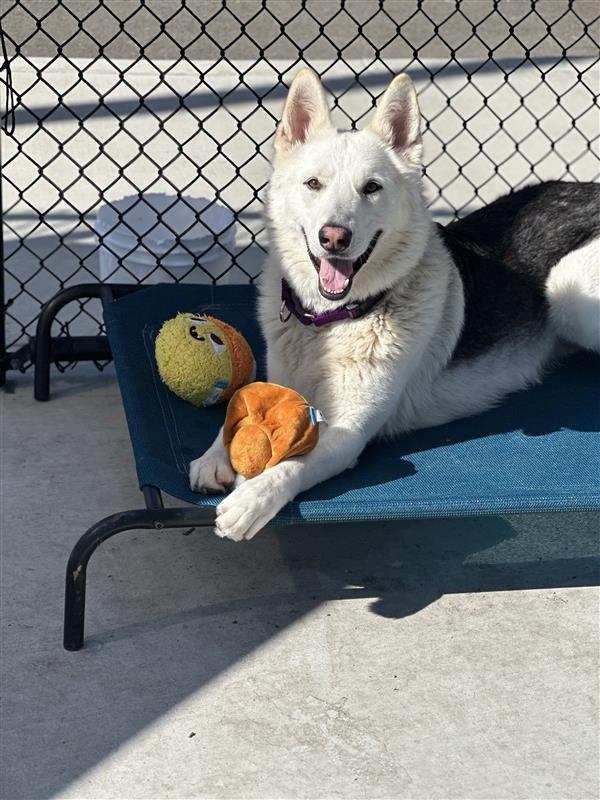 Enlarge Malakai, a Adoptable mixed breed in Elk Grove, CA image 1/3