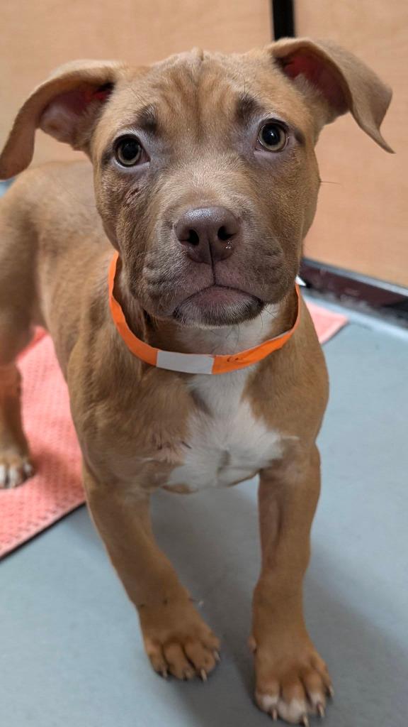 Chili, Adoptable, Puppy Female Mixed Breed.