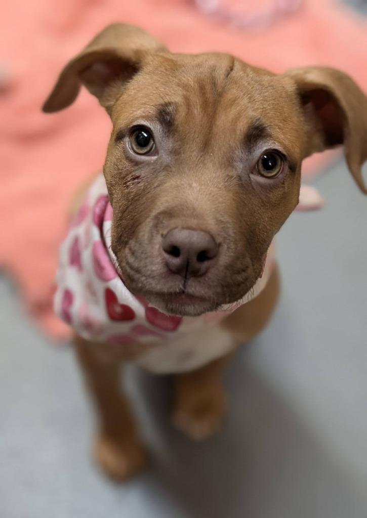 Enlarge Chili, a Adoptable mixed breed in Warren, MI image 2/6