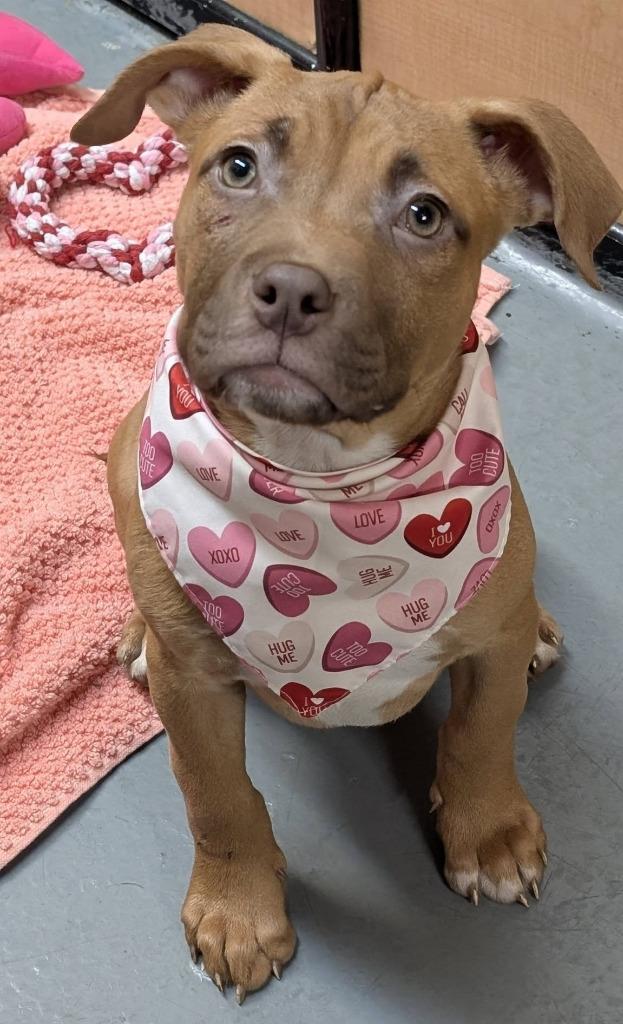 Enlarge Chili, a Adoptable mixed breed in Warren, MI image 3/6