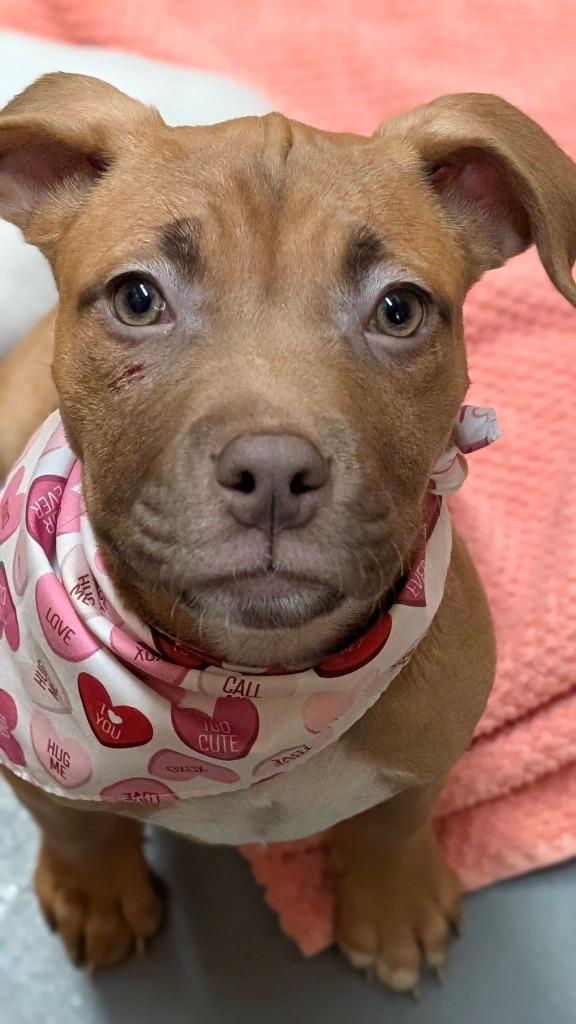 Enlarge Chili, a Adoptable mixed breed in Warren, MI image 4/6