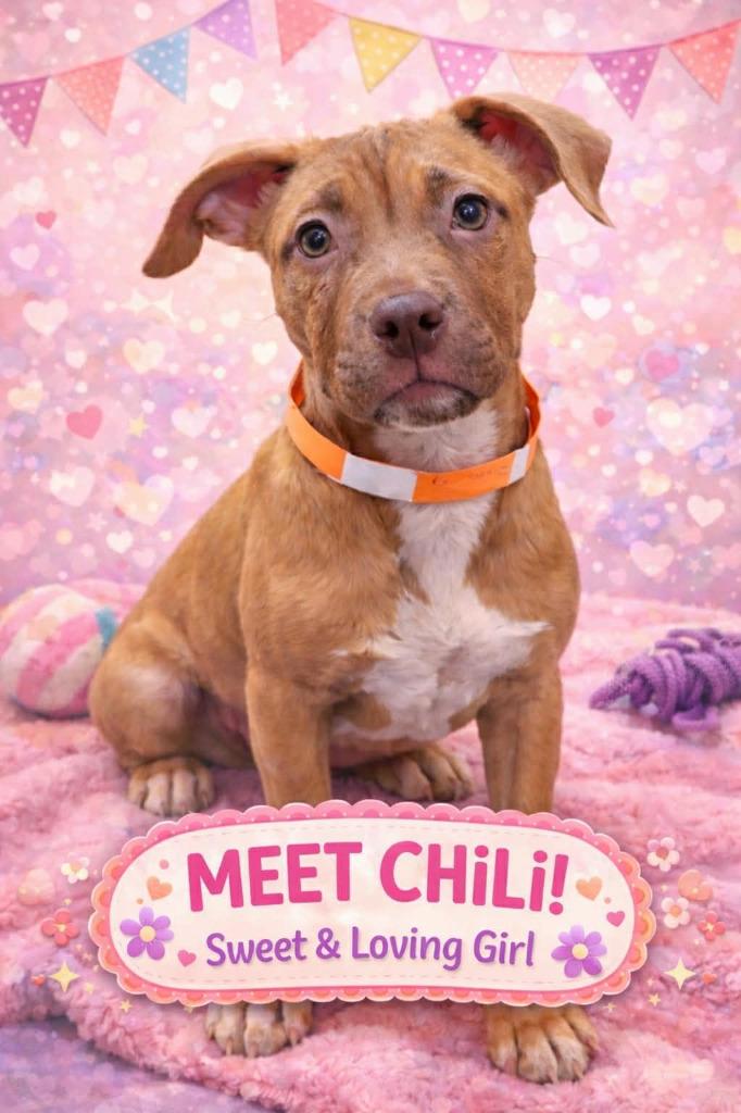 Enlarge Chili, a Adoptable mixed breed in Warren, MI image 6/6