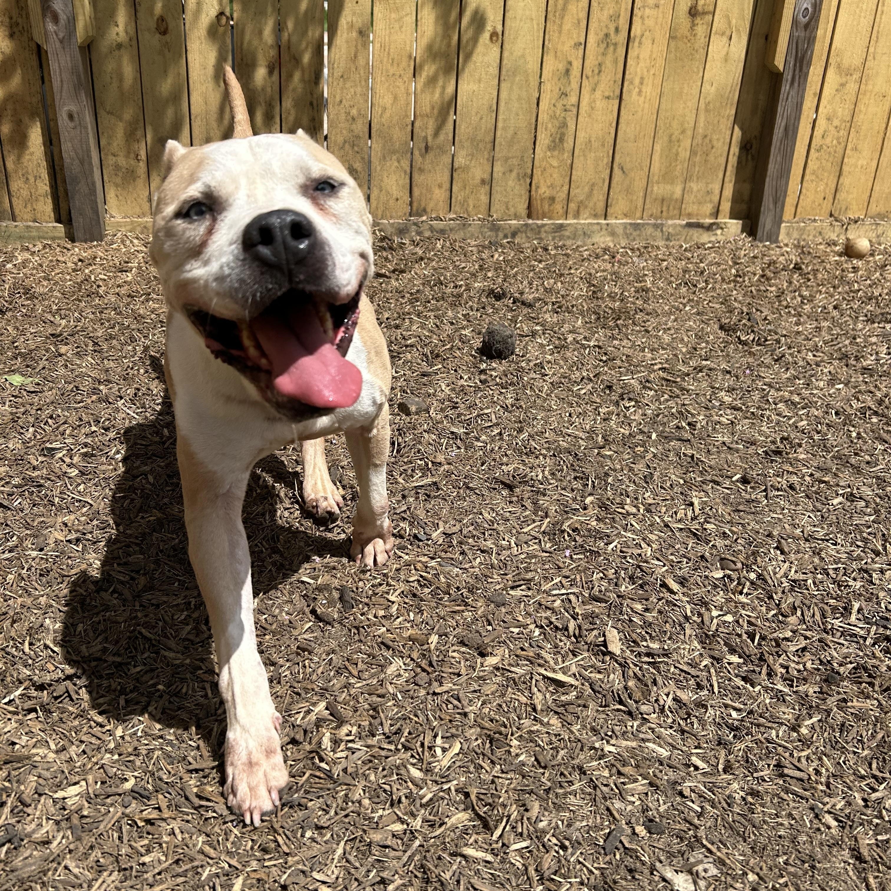 Hobbes, a Adoptable mixed breed in Robbinsville, NJ image 3/6