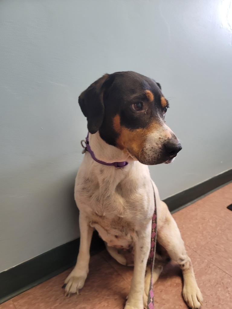 Enlarge Valerie, a Adoptable Hound in Wabash, IN image 1/1