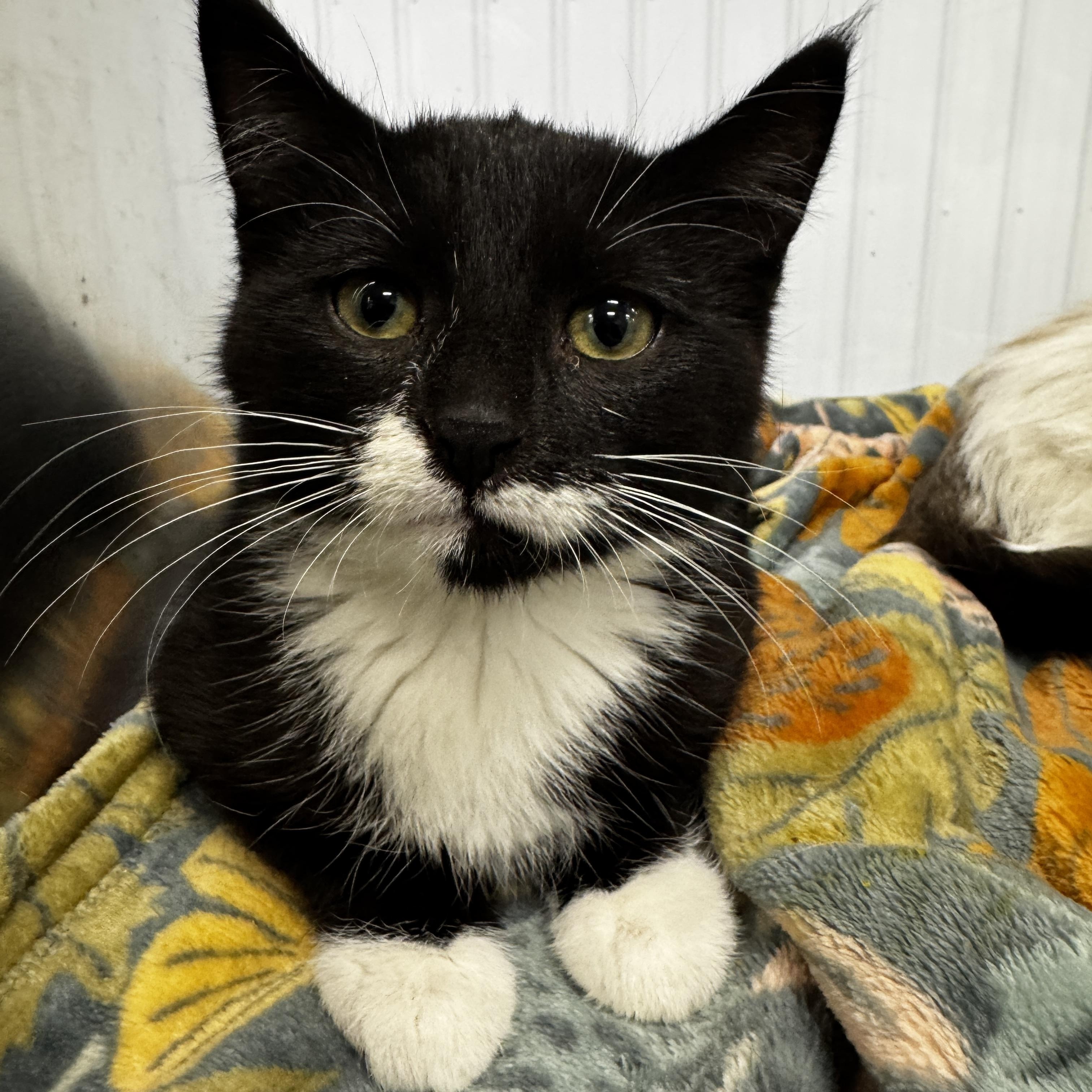 Margo, ADOPTABLE, Kitten Female Domestic Short Hair.