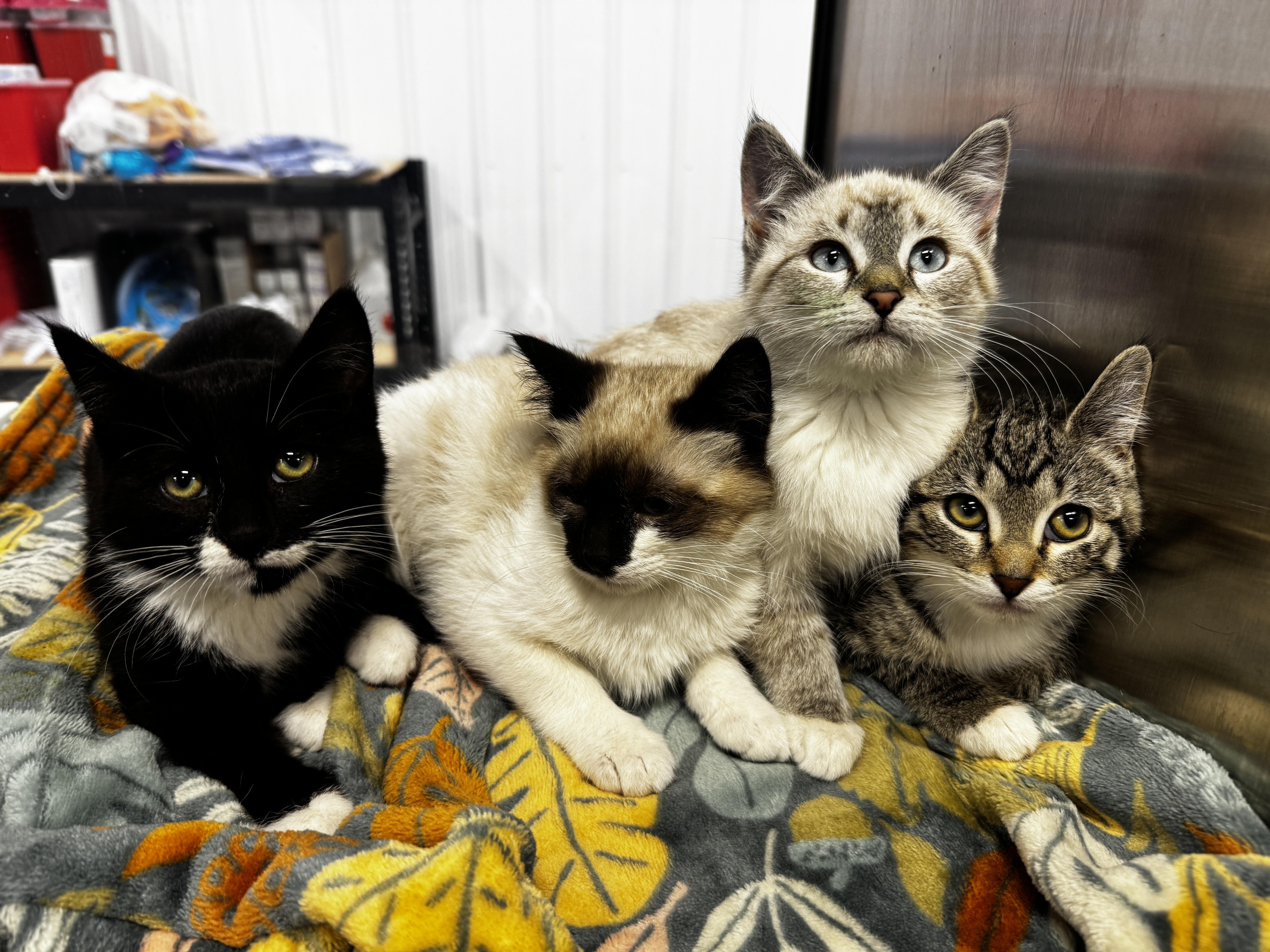 Margo, a ADOPTABLE Domestic Short Hair in Faribault, MN image 2/2
