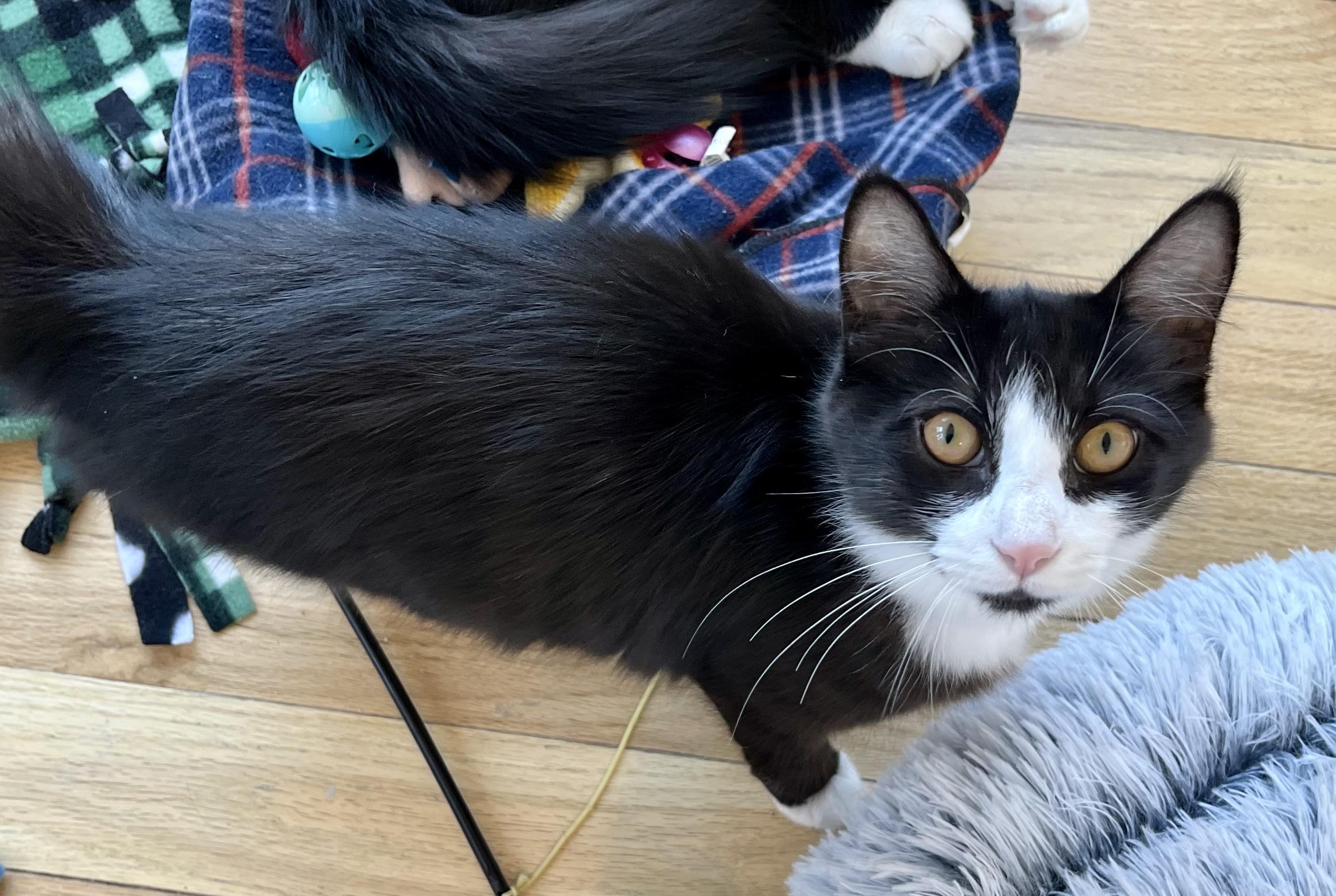 Enlarge Sprinkles, a Adoptable Domestic Medium Hair in Hull, MA image 2/3