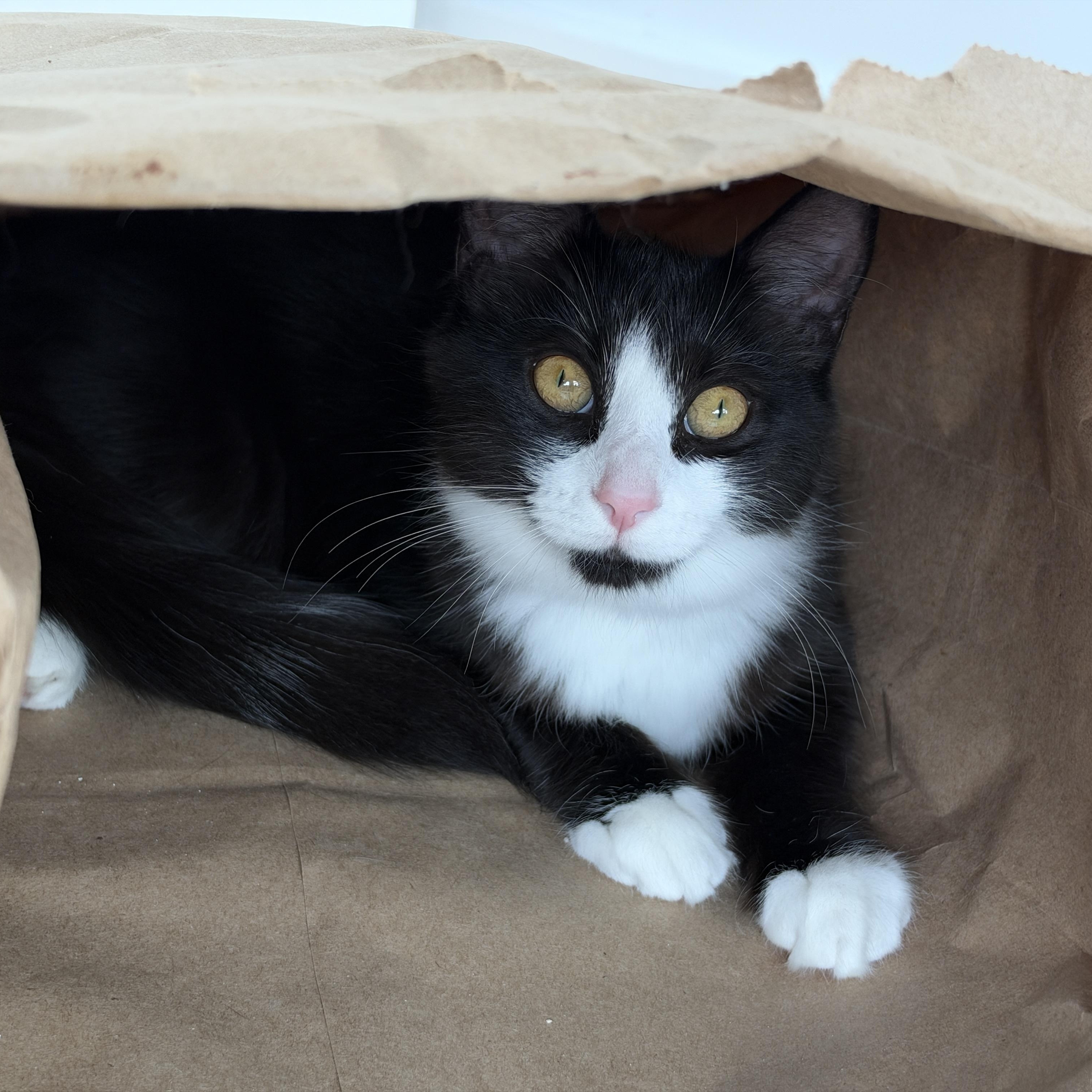 Enlarge Sprinkles, a Adoptable Domestic Medium Hair in Hull, MA image 3/3