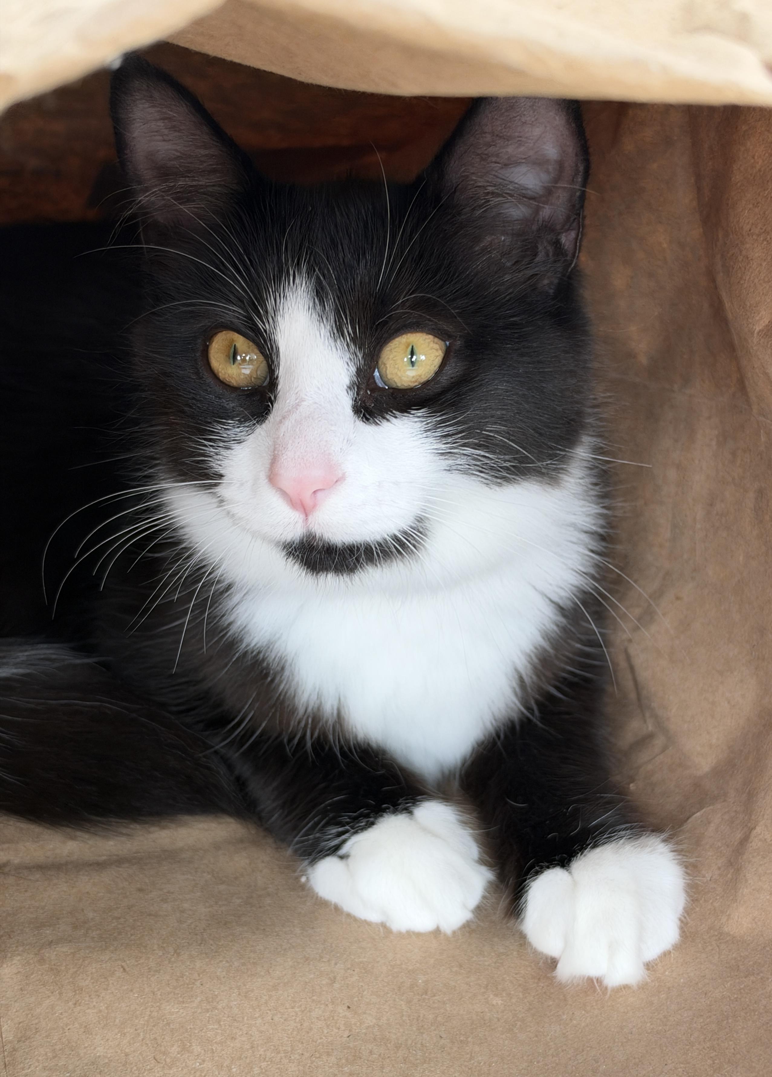 Enlarge Sprinkles, a Adoptable Domestic Medium Hair in Hull, MA image 1/3