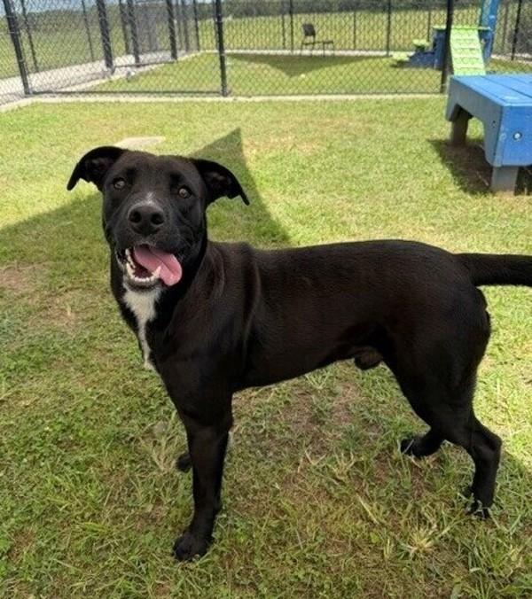 Teurlings, Adoptable, Young Male Labrador Retriever.