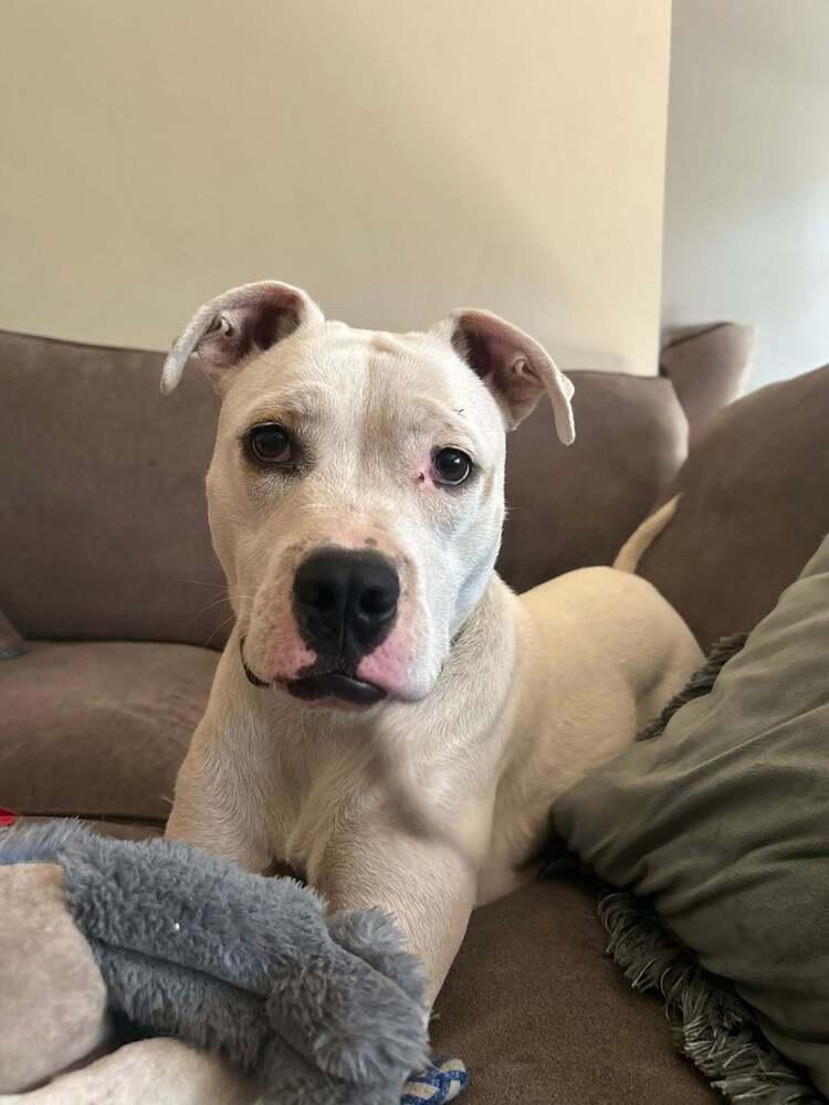 Butterscotch, Adoptable, Young Female Pit Bull Terrier.