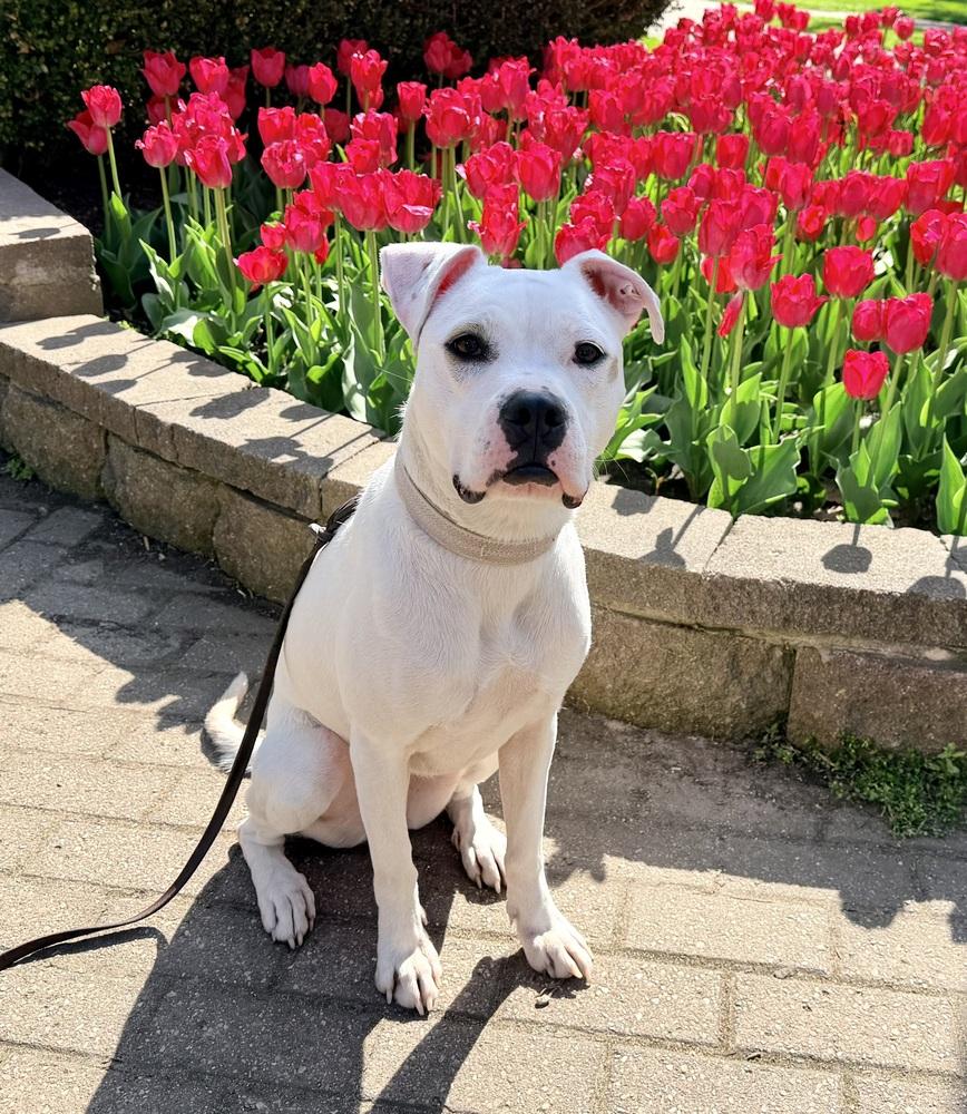 Enlarge Butterscotch, a Adoptable mixed breed in Grove City, OH image 2/6