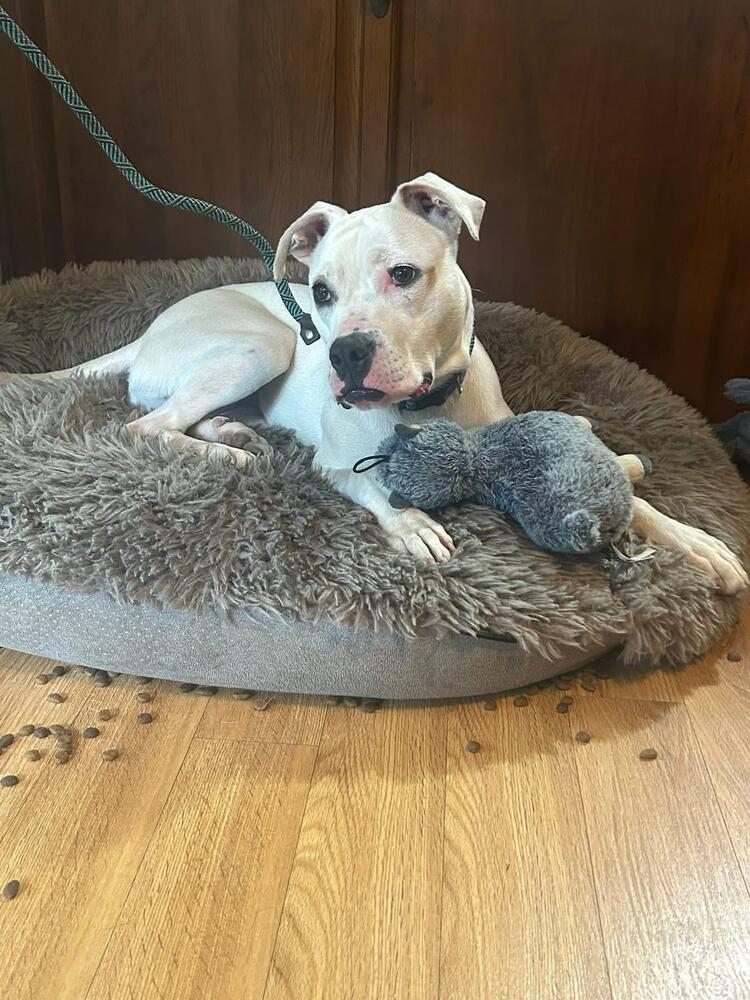 Enlarge Butterscotch, a Adoptable mixed breed in Grove City, OH image 2/5