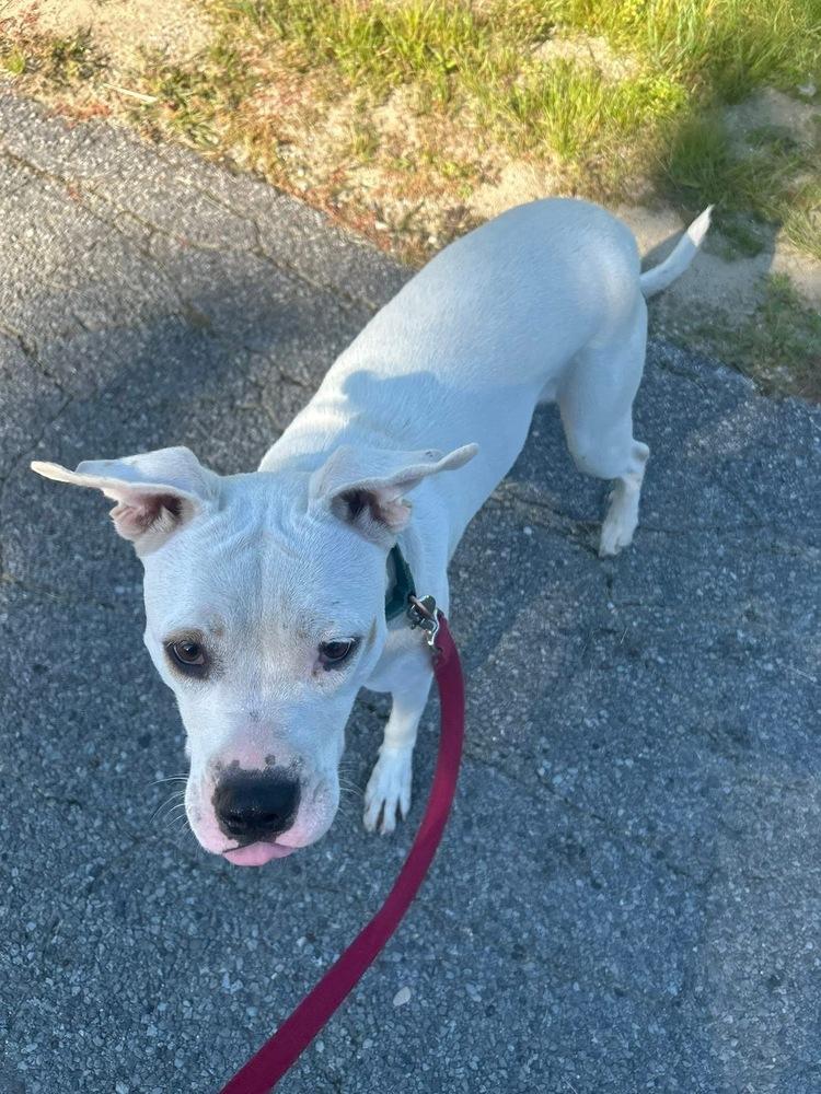 Enlarge Butterscotch, a Adoptable mixed breed in Grove City, OH image 3/5